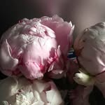 Sharon Welch Liebman - @blessed9558 - Instagram