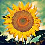Sharon T. Lightner - @slickk.aaronflores - Instagram