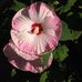 Sharon Lipson - Facebook