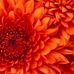 Sharon Litz - Facebook