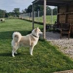 Sharon Loftus - @reins_of_recovery_ottb - Instagram