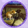 Sharon Luiz345 - @sharonluiz345 - TikTok