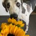 Sharon Lundquist - Facebook