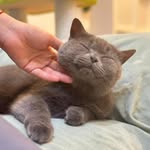 Sharon Lung - @sharonlung - Instagram