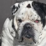 Sharon Lung Willis - @moby_the_bullie - Instagram