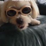 Sharon Lux - @sharlux77 - Instagram