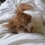 Sharon Macgregor - @georgethegingercat15 - Instagram