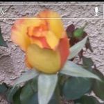 Sharon Macias - @scintucson - Instagram