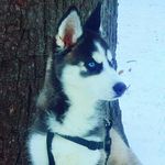🐾🐺Sharon Macias🐺🐾 - @sharon_macias - Instagram