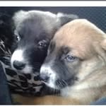 Sharon Macneil Young - @sharon_charlie072025 - Instagram