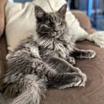 SHARON LYNN QUALITY MAINE COON CATTERY - @sharon_lynn_maine_coon - Instagram