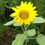 Sharon Maness - @sharon.maness.7 - Instagram