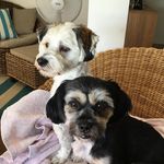 Sharon Mannion - @sogentle48 - Instagram
