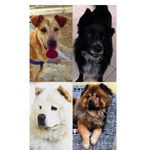 🐾Roy,Sofia, Marek & Sharon🐾 - @roysofiamareksharon - Instagram