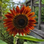 Sharon Marion - Facebook