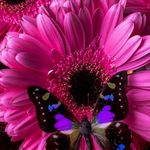 Sharon Marsden - @sharon.marsden3 - Instagram