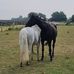 Sharon Maskell - Facebook