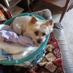 Sharon Massie - @sharon.massie.739 - Instagram