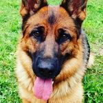 cane pastore tedescoo - @sharondemattei29 - Instagram