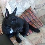 Sharon Dreyer Mattison - @mattison8175 - Instagram