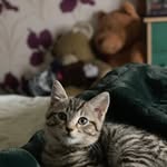 Sharon McCool - @tabbytude12 - Instagram
