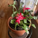 Sharon McGeehan - Facebook