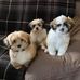 Sharon McGlothlin - Facebook