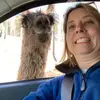 sharonmcnallywern - @sharonmcnallywern - TikTok