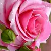 Sharron Mcquistion - @sharronmcquistion397 - TikTok