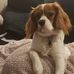 Sharon Mears - Facebook