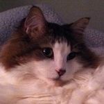 Sharon mechling - @sharonmechling5 - Instagram