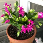 Sharon Melvin - @smelvin0945 - Instagram