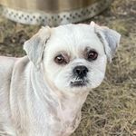 Sharon Metz - @sharon.metz.9 - Instagram