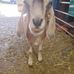 Sharon Michaelson - Facebook