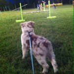 Sharon Moritz - @agility_rose - Instagram