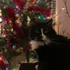 sharonmoritz197 - @sharonmoritz197 - TikTok