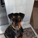 Sharon Snyder Morrone - @morronesh - Instagram