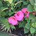 Sharon Mote - Facebook