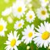 Sharon Motea - Facebook