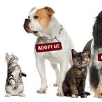 Sharon Mowery - @rowancountyncpets_in__need - Instagram