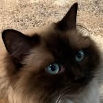 Sharon Muench - @snugglcop22 - Instagram