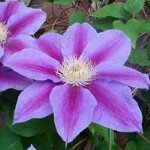 Sharon Rose Moughtin-Mumby - @walworthrose - Instagram
