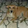Renaultsharon Filho - @renaultsharonfilh1 - TikTok
