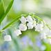 Sharon Nemeth - Facebook