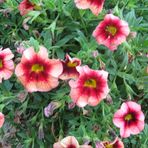 Sharon Nitschke - Facebook
