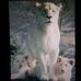 Sharon Nowak - Facebook