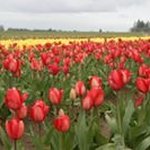 Sharon Nowell - @nowellsharon - Instagram