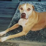 shaza's good stuff - @sharon_noyce_1433 - Instagram