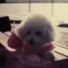 sharonnyberg99 - @sharonnyberg99 - TikTok