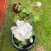 Sharon Oakley - Facebook